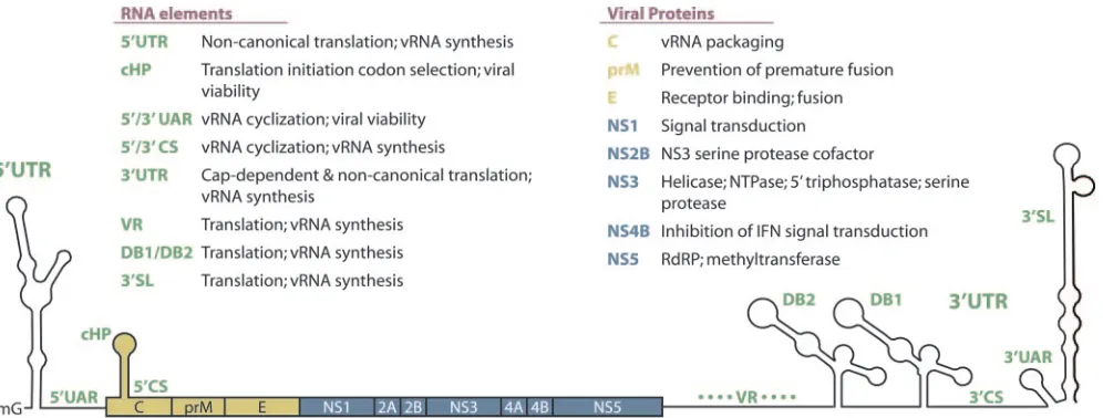 FIG. 2. Structure of the dengue virus genome. DENV vRNA contains a 5�by 5of the viral life cycle