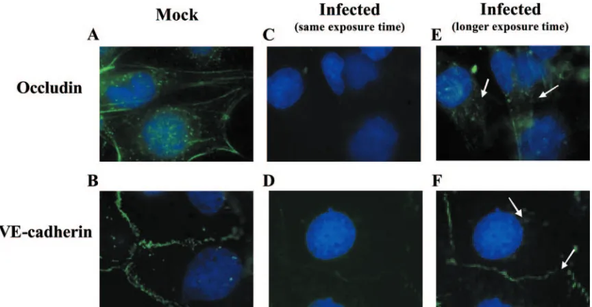 FIG. 7. HCMV infection of endothelial cells promoted junctional protein internalization