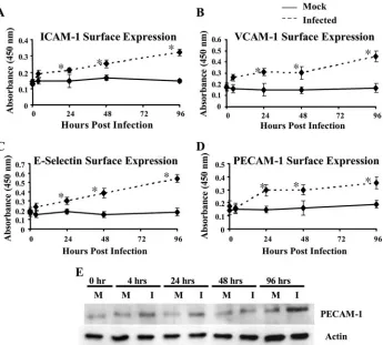 FIG. 3. HCMV infection of endothelial cells resulted in the upregulation of cell adhesion molecule expression