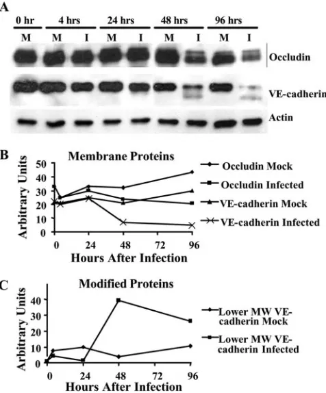 FIG. 6. HCMV infection of endothelial cells resulted in decreasedjunctional protein expression