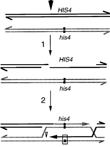 Figure 1.—Meiotic recombination at theappears to be processed asymmetrically (by 5combinationbetween one DNA molecule with awild-type gene(dark lines) and one with a mutant gene (shaded line) isshown; the position of the mutant substitution is indicated by