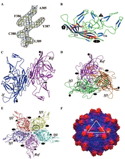 FIG. 1. Structure of AAV4. (A) Part of the 2Fﬁvefold (5f) axis. Panels A to E were generated using the BOBSCRIPT program (15) and rendered with the RASTER3d program (48); panel Foc�eight strands (assigned using the DSSP program (30)