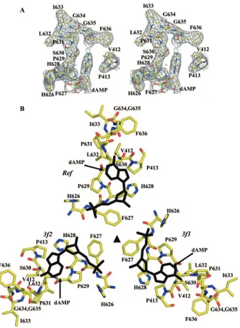FIG. 2. Ordered DNA nucleotide within the AAV4 capsid. (A) Stereoview of 2Fo-Fc electron density map (gray mesh) at the interior pocketcontaining an ordered DNA nucleotide