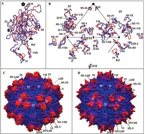 FIG. 4. Comparison of AAV4 and AAV2. (A) Superimposition of coil representations of atomic models of AAV4 (in red) and AAV2 (in blue)(PDB accession no