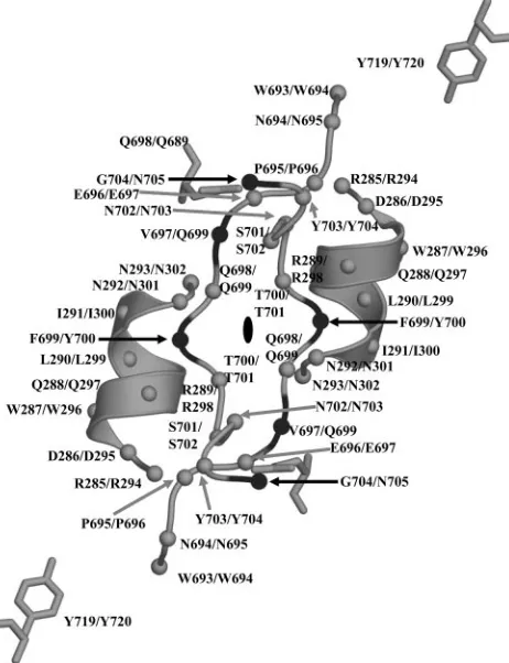 FIG. 5. AAV4 twofold interface. The ﬁgure shows a coil represen-tation of the residues lining the depression at the icosahedral twofold