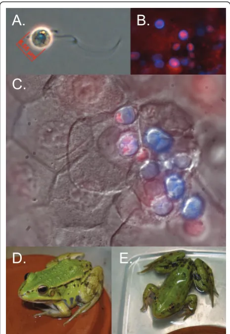 Figure 2 Detection of Batrachochytrium dendrobatidis (Bd) andchytridiomycosis. (A) infectious Bd zoospore 1000 × magnificationstained with congo red