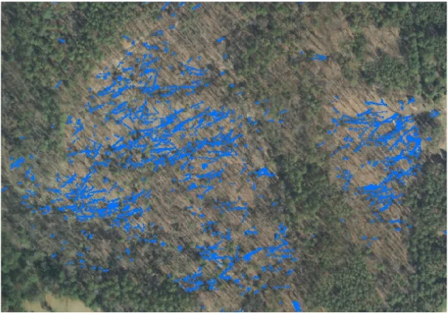 Figure 10: Example of mapped downed woody debris of the Eastern Front portion of PETE