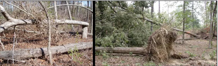 Figure 11: Examples of downed woody debris not detached from its point of origin. 