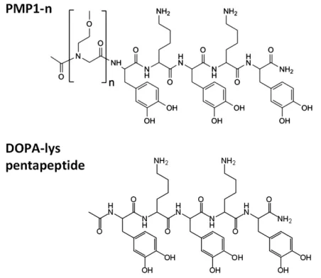 Figure 1. Chemical structures of the peptidomimetic polypeptoid (PMP1-n), where n = 5, 10, 20, 50, 