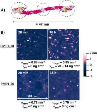 Figure 7. A) Space-filling molecular model of fibrinogen. The dashed lines indicate the overall 3-lobed 