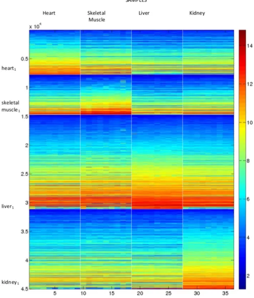 Figure 2. Factorising as a single dataset; reordering using the NMF for kskeletal muscleexpression for each of the 45037 genes