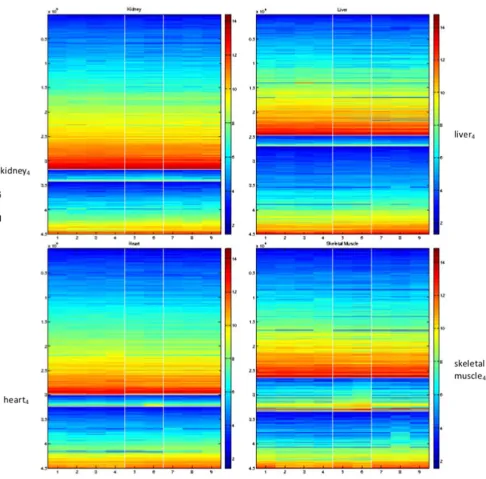 Figure 5. Factorisation of the four separate tissue types using simultaneous NMF with kheart; lower right, skeletal muscle