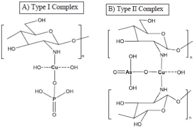 Figure 5. Proposed binding structure for copper on chitosan as well as the selective binding 