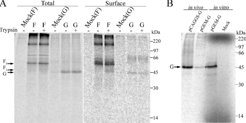 FIG. 2. Expression of HMPV F and HMPV G. (A) Biotinylation. Vero cells in 6-cm dishes were transfected with 4 �proteins