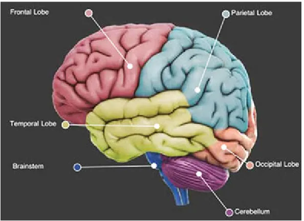 Figure 2.1: Anatomical areas of the brain (Gray, 2002). 