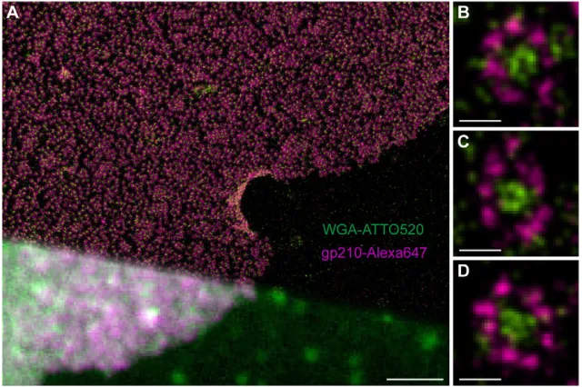 Fig. 4. Two-color dreveals the typical eightfold symmetrical ring structure ofgp210 proteins (violet) surrounding the NPC andglucosamine-containing nucleoporins in the centralchannel labeled with WGA-ATTO520 (green)