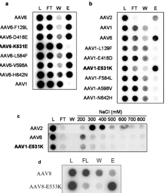 TABLE 1. Virus titers for mutants based on AAV1 and AAV6