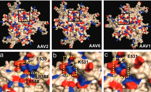 FIG. 2. Three-dimensional surface maps and charge distribution of a trimer of VP3 subunits viewed perpendicular to the icosahedral threefoldsymmetry axis for the AAV2 crystal structure as well as AAV6 and AAV1 models