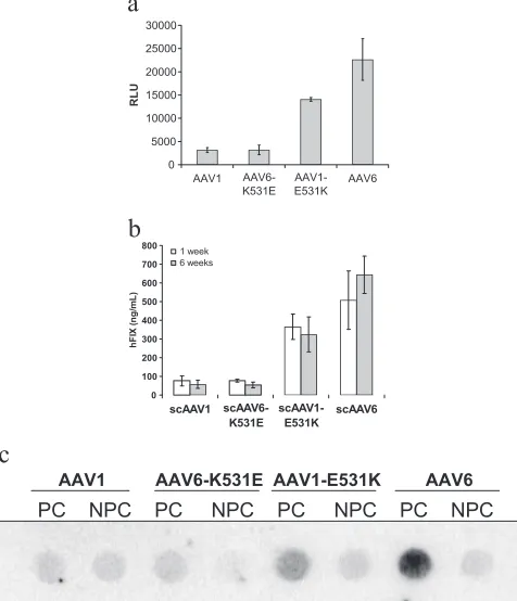 FIG. 3. (a) Luciferase transgene expression levels achieved usingAAV1 and AAV6 compared with mutants AAV1-E531K and AAV6-