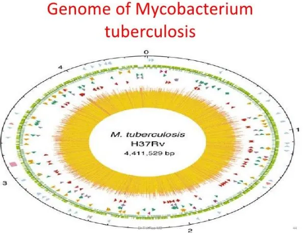 Figure 5[15]: Genome of Mycobacterium tuberculosis 