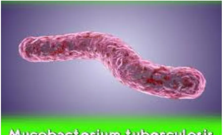 Figure 1[3] :Mycobacterium tuberculosis 