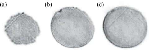FIG. 4. Near-ﬁeld intensity distribution of the VCSEL with