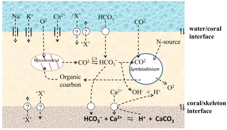 Fig. 1.4 The diffusion based physiology of A. millepora. Materials can move within the water/coral /skeleton sandwich through diffusion interfaces (water/coral interface, coral/skeleton interface, coral/ Symbiodinium interface)