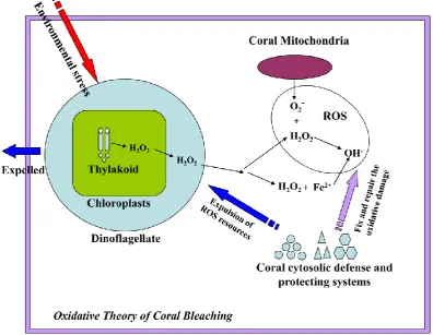 Fig. 1.6  The oxidative theory of coral bleaching (adapted from Downs et al., 2002). Environmental stresses like 