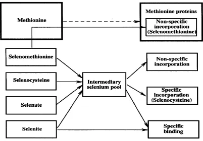 Figure 1.8. 