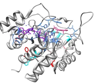 Table 1. A list of the non-synonymous AKR1C1 and AKR1C2 SNPs modeled showing the amino acid change and the predicted andactual effects on enzyme activity, substrate binding, and cofactor binding.