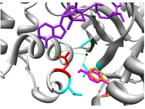 Figure 3. The F46Y amino acid substitution in the predictedAKR1C2 protein disrupts NADP cofactor binding.ment of residue 46 shows both the F (orange) and Y (magenta) variantsadopt the same rotamer