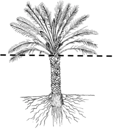 Diagram 1.  Dashed line indicates  acceptable pruning height.  Fronds  drooping below line could be pruned