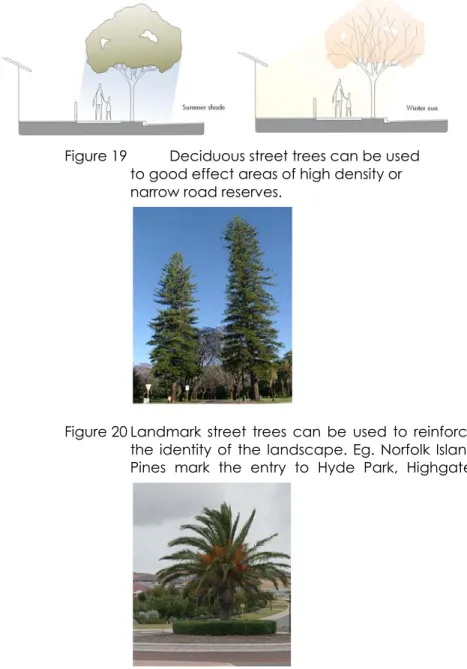 Figure 19   Deciduous street trees can be used  to good effect areas of high density or  narrow road reserves