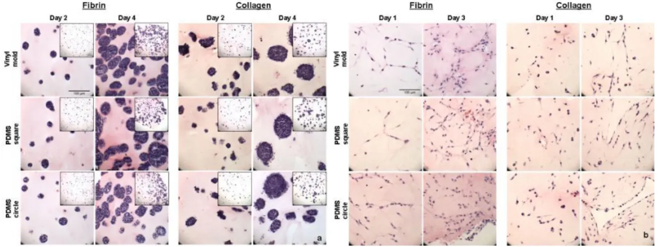 Figure 5. Histological analysis of mESCs and 3T3 fibroblasts in hydrogels.  a. mESCs formed generally  round clusters that increased in size over time in fibrin and collagen  hydrogels