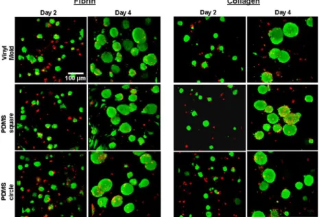 Figure 7. Viability  (Live/Dead) analysis.  Confocal microscope images of fibrin and collagen hydrogels were obtained on days 2 and 4 of culture