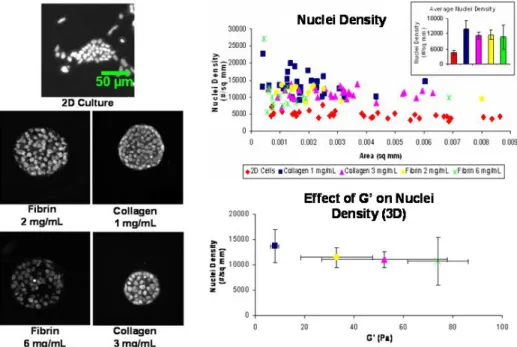 Figure 8.     Nuclei density analysis.  Fluorescent micrographs: Representative  fluorescent microscopy  images of mESC nuclei on a 2D surface and in various fibrin and collagen matrices