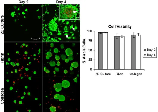 Figure 11.   Cell viability as determined by trypan-blue analysis and live/dead staining