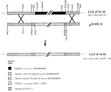 Figure 1.—Construction of mating-type deletion strain (strain RLM 41-10 with plasmid p2ADE-X