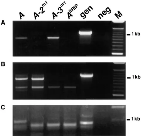 Figure 4.—Ampliﬁcation of cDNA of mating-type genes inthe FGSC 2489 (A), NLG R5-38 (A-2from FGSC 2489 (gen) was included in all experiments as acontrol for the ampliﬁcation reaction and for size comparisonwith cDNA
