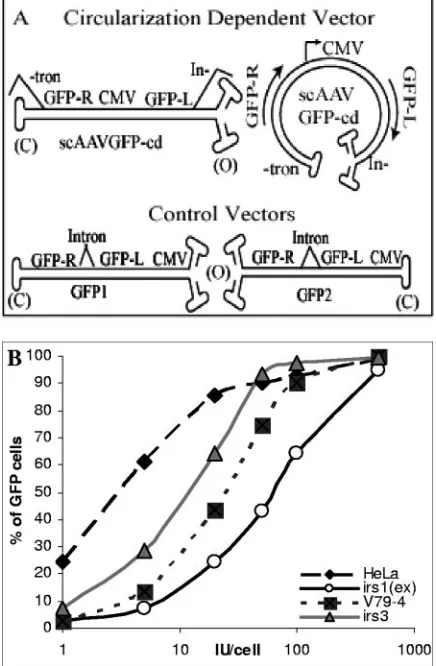 FIG. 1. (A) Reporter system to study scAAV genome circulariza-tion. The schematic depicts the gene structures in the positive-control