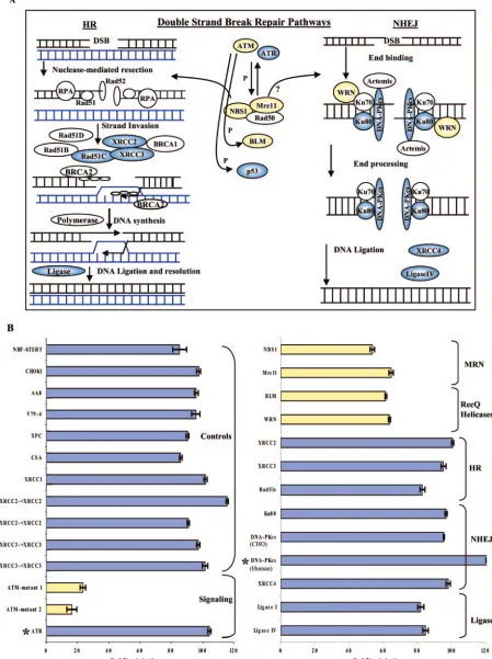 FIG. 2. scAAV circularization experiment using recombination-deﬁcient human and Chinese hamster ovary cells