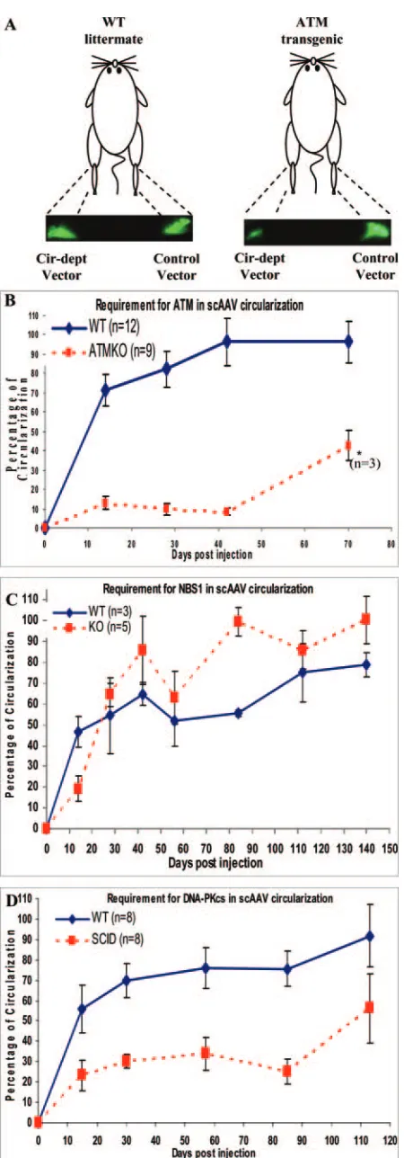 FIG. 3. Kinetic study of the requirement for cellular proteins inscAAV genome circularization in vivo