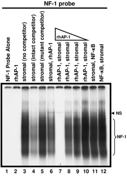 FIG. 1. Competitive gel shift analysis of the binding of proteins (10g) from tonsillar stromal-cell extracts to a radiolabeled probe con-