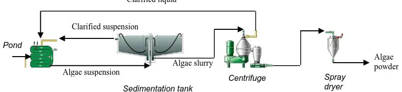Figure 1. Large scale algae production process. 