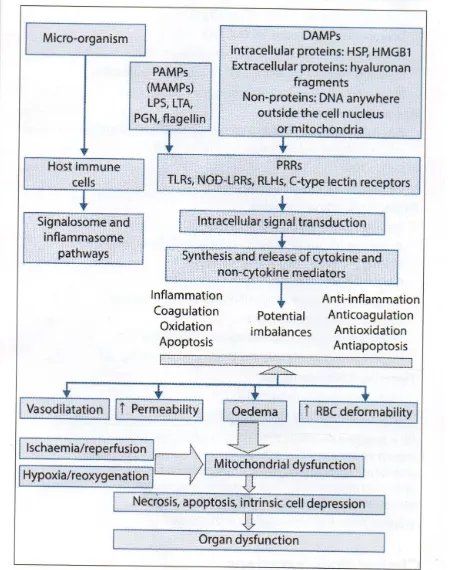 Fig  3a.  Pathophysiology of sepsis - Flow chart 