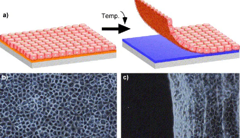 Figure 2. Cell sheet engineering using PNIPAM grafted surfaces. (a) Schematic illustration 