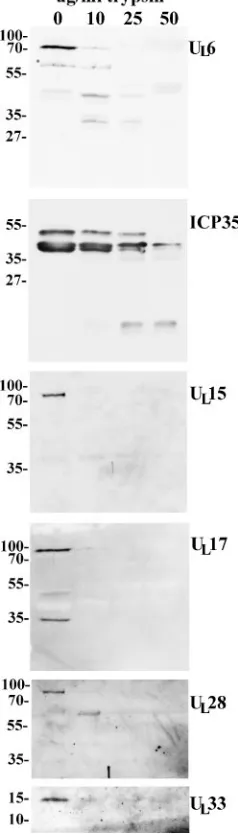 FIG. 3. Digital images of immunoblots of capsids incubated in thepresence and absence of trypsin