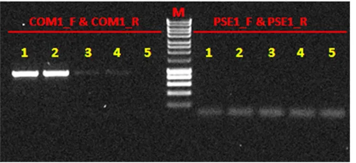 Table S1).a complete nag2 operon for naphthalene biodegradation was