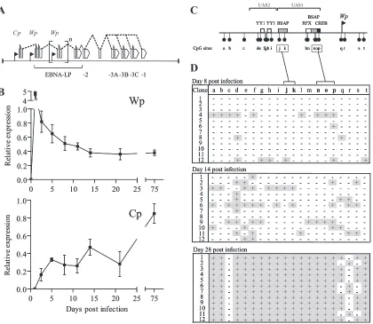 FIG. 1. (A) Diagrammatic representation of the Cp- and Wp-initiated EBNA transcripts expressed in latency III LCLs