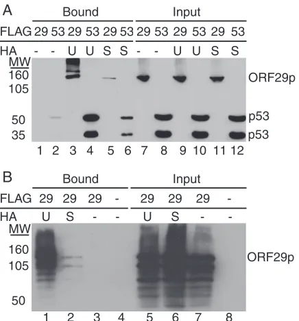 FIG. 4. Subcellular distribution of ubiquitinated ORF29p. 293Tcells were transiently transfected with either empty pCF2HN (lanes 1
